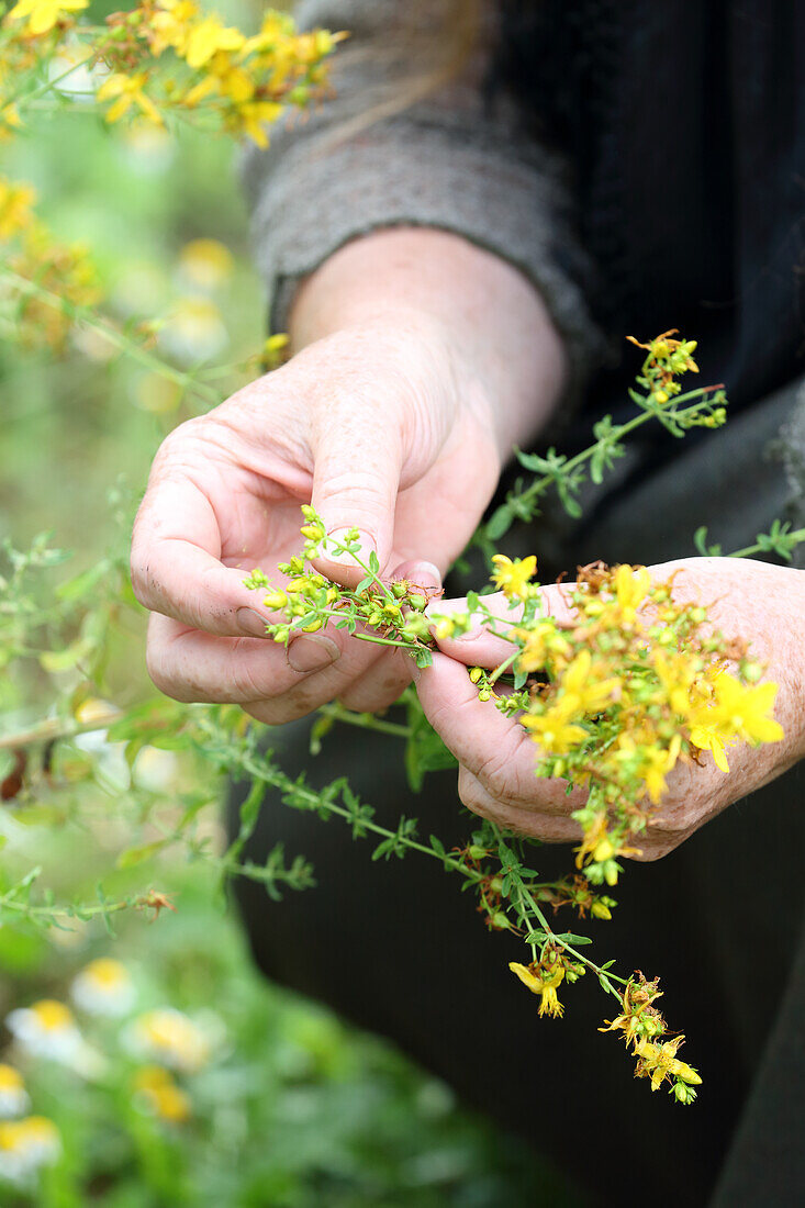 Knospen von Johanniskraut reiben färbt die Haut kräftig rot