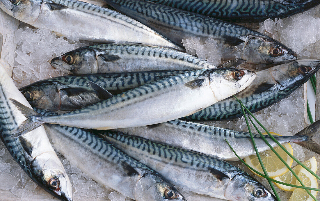 Several mackerels on ice