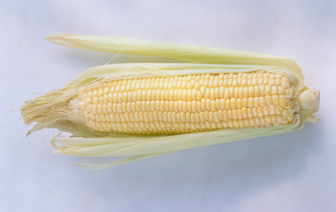 A corn on the cob on a light background