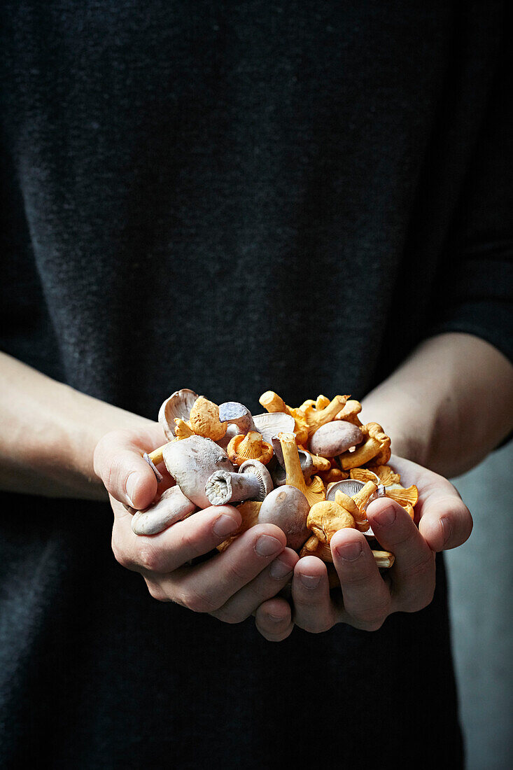 Frisch gepflückte Pilze in den Händen eines Sammlers