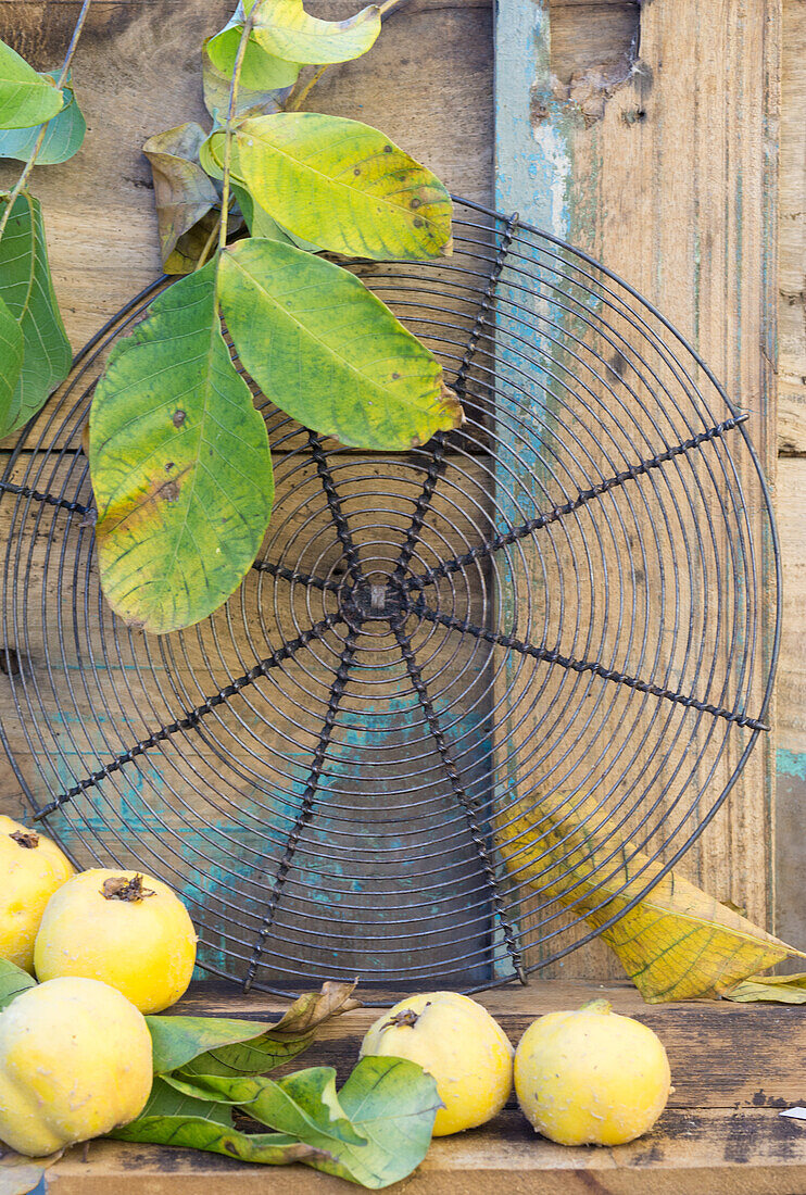 A cake rack with quinces and walnut leaves