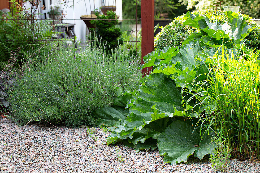 Perennial bed with rhubarb and lavender on gravel garden