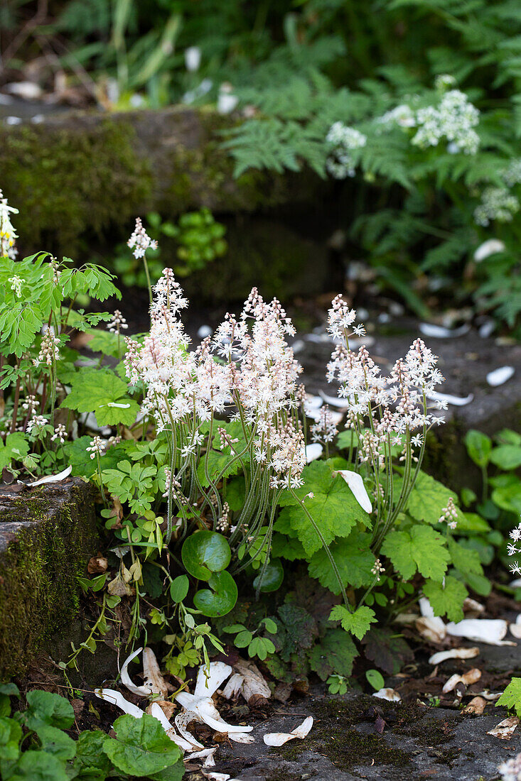 Herzblättrige Schaumblüte (Tiarella cordifolia) wächst an alten Steinstufen