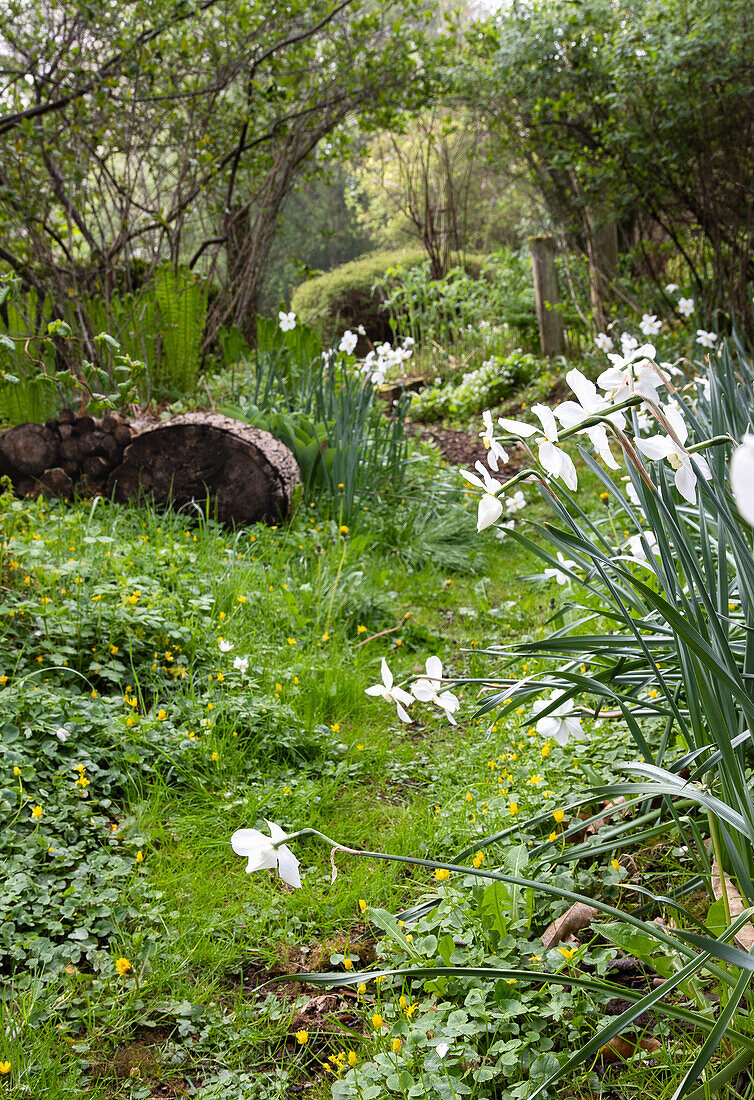 White daffodils growing along a garden path