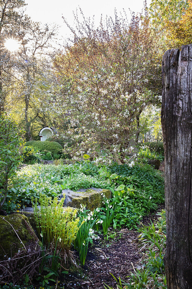 Garden path surrounded by white flowers and moss-covered rocks