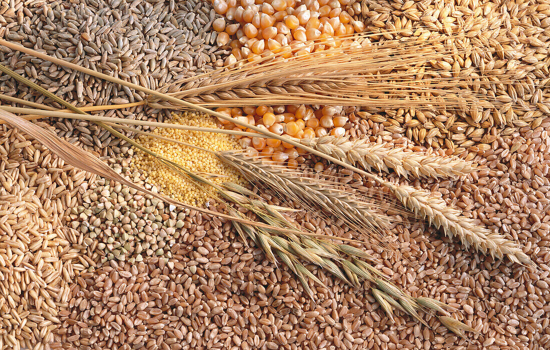Different kinds of grains