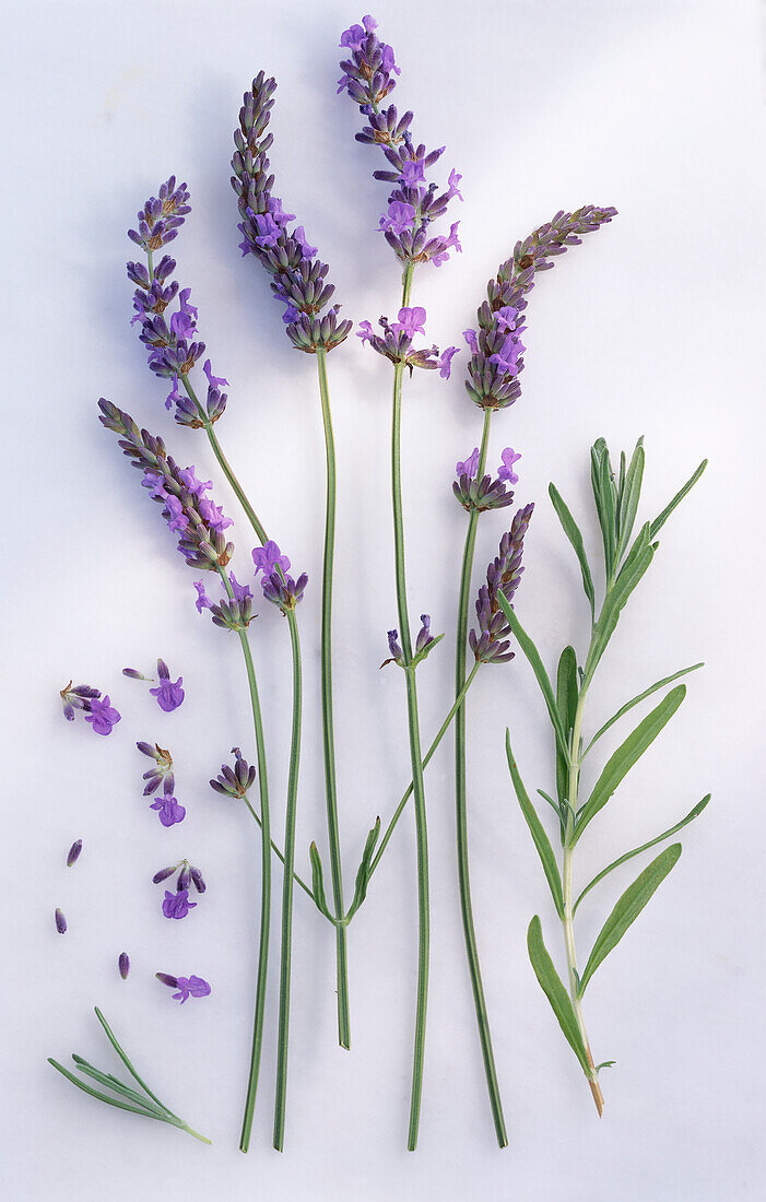 Flowering lavender stalks