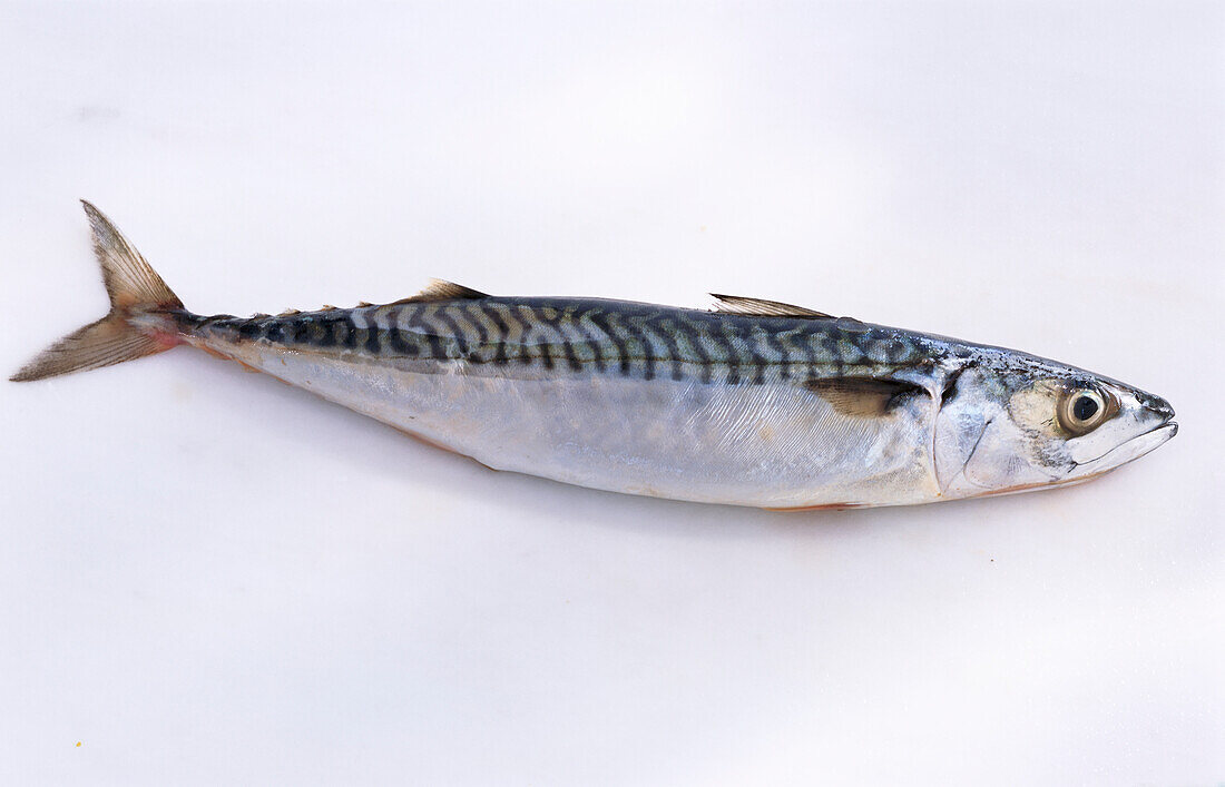 A mackerel on a light background