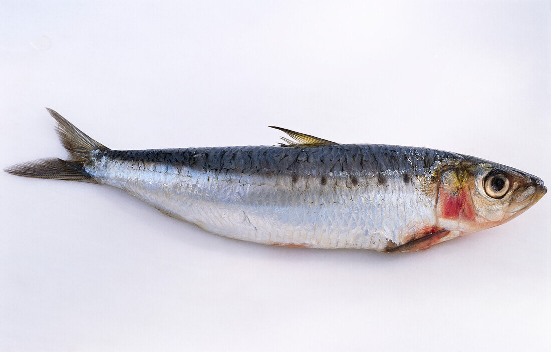 A herring on light background