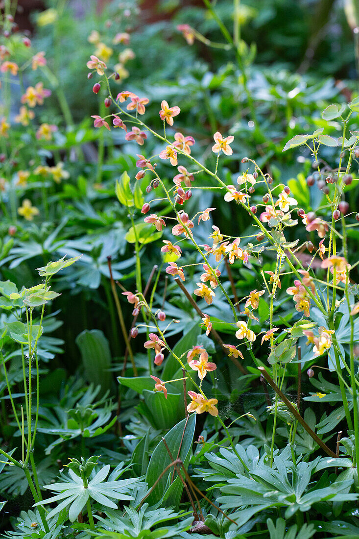 Fairy wings (Epimedium x warleyense) in a garden