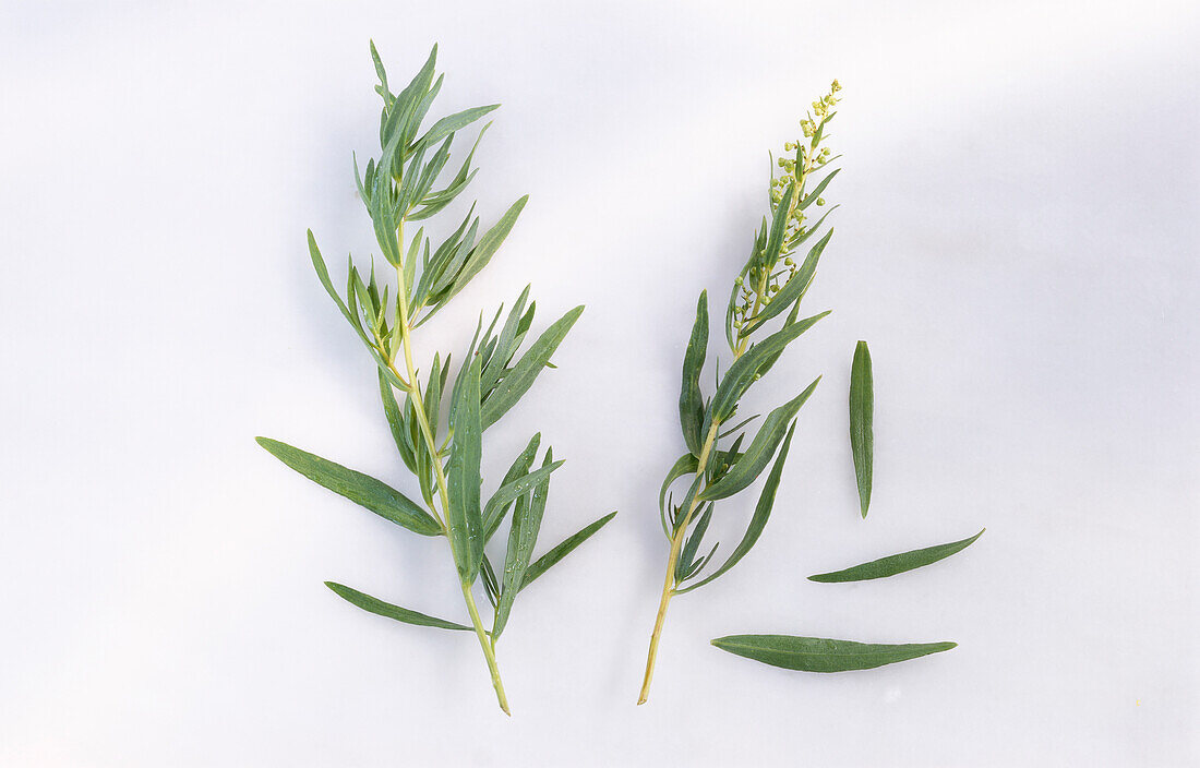 Two stalks of tarragon on a light background