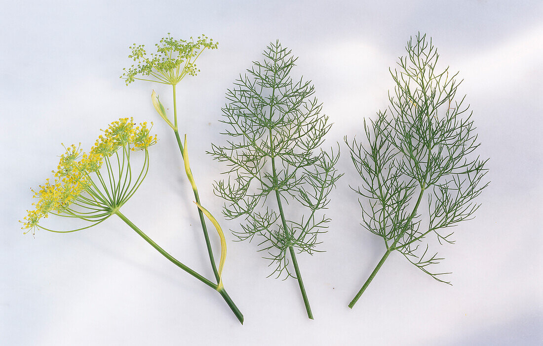 Three stalks of fennel on a light background