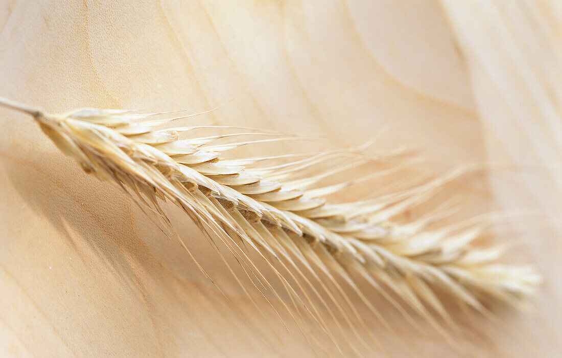 An ear of wheat