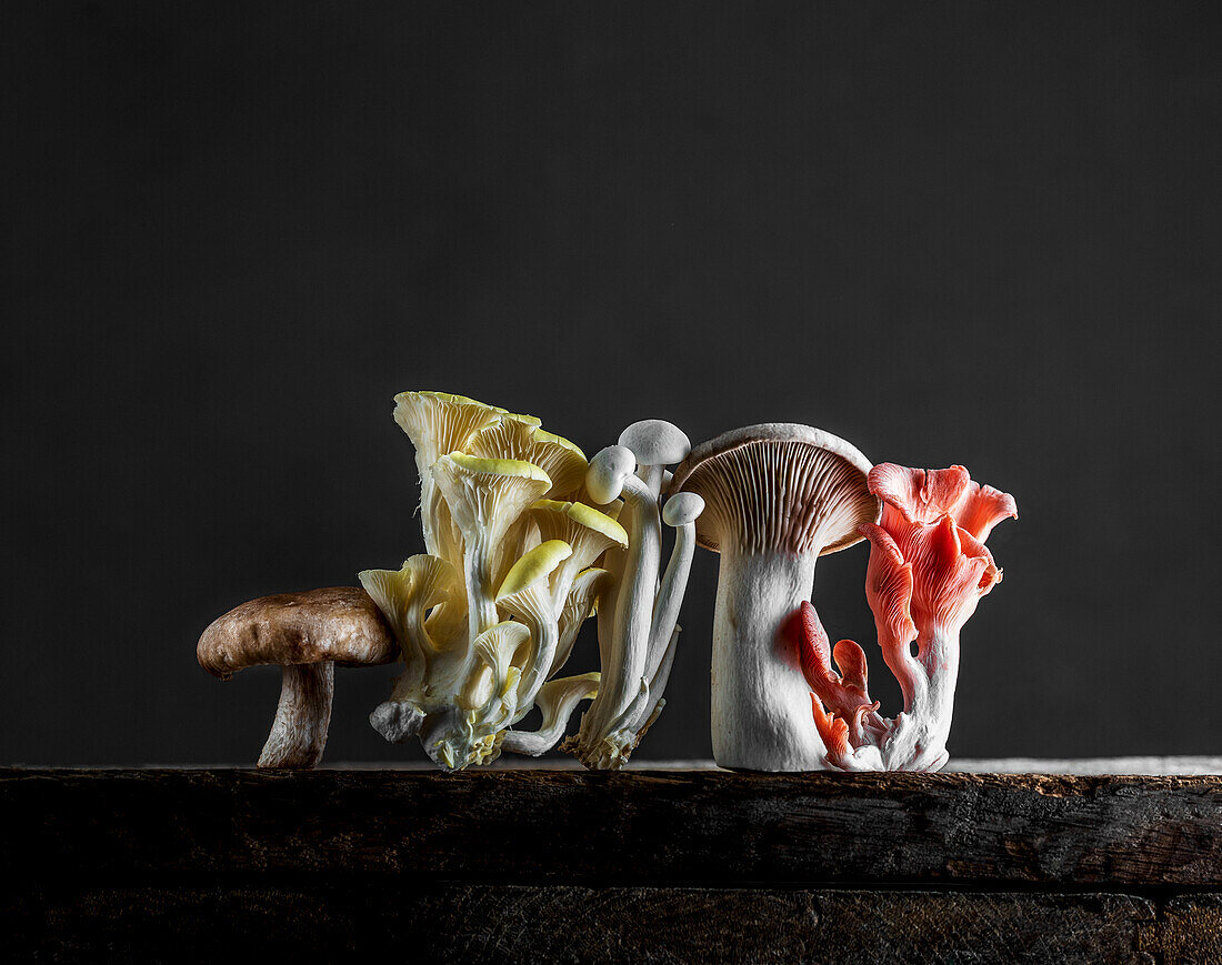 Various mushrooms against a dark background