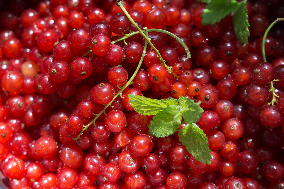 Red currants with leaves (full picture)