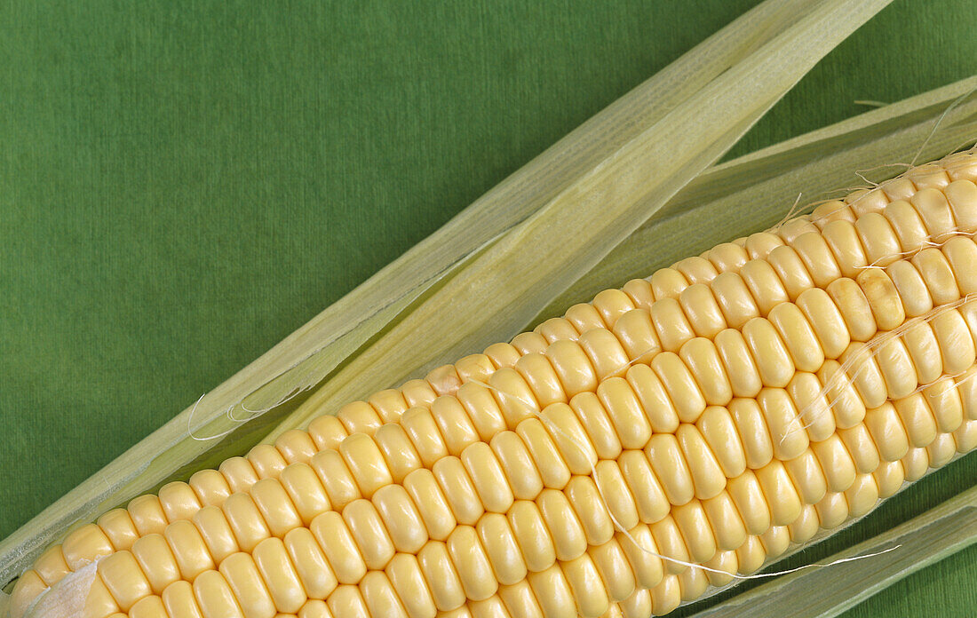 One corn on the cob on a green background