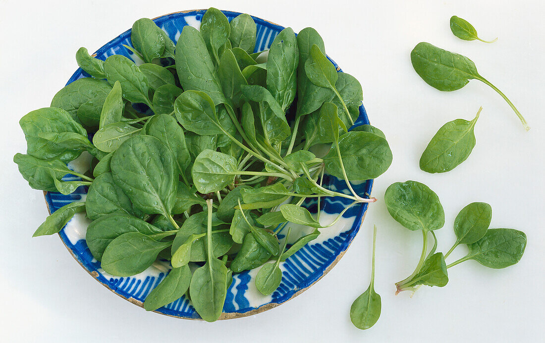 Fresh spinach leaves on a blue and white plate