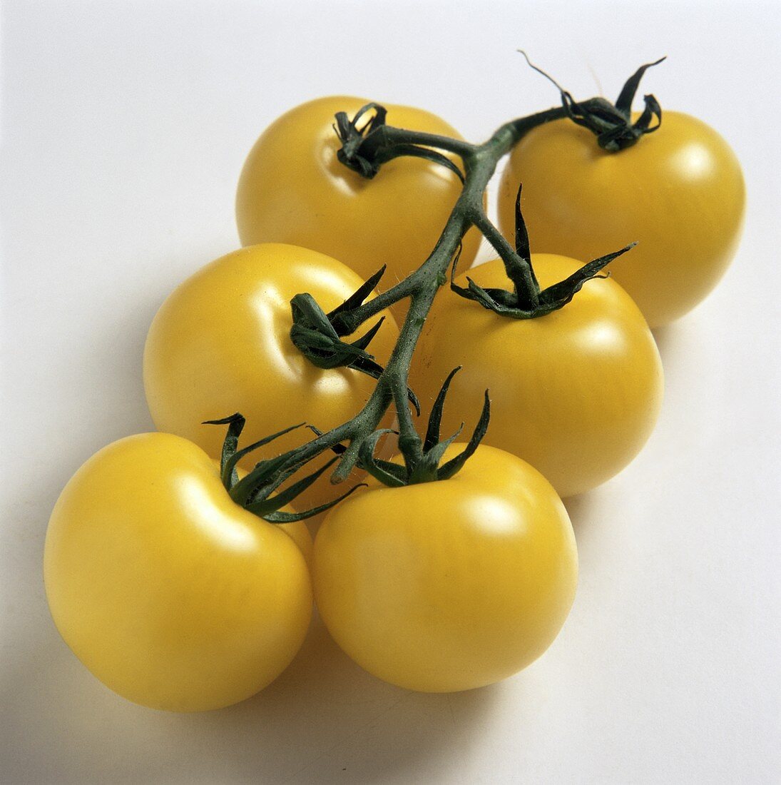 Six yellow tomatoes on the vine