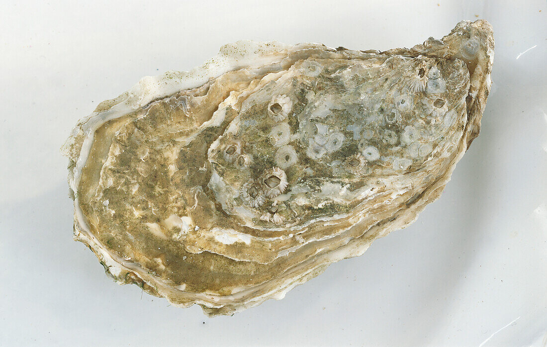 One closed oyster on a light background