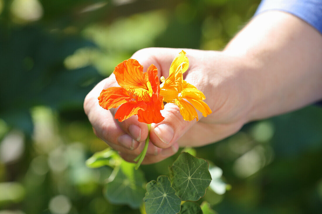 Hand hält Kapuzinerblüte