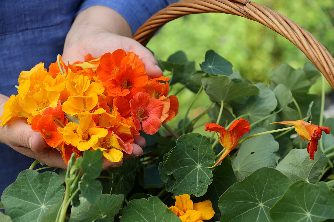 Hands holding nasturtiums