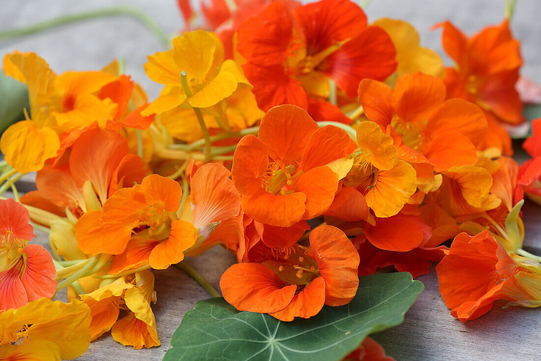 Nasturtium flowers