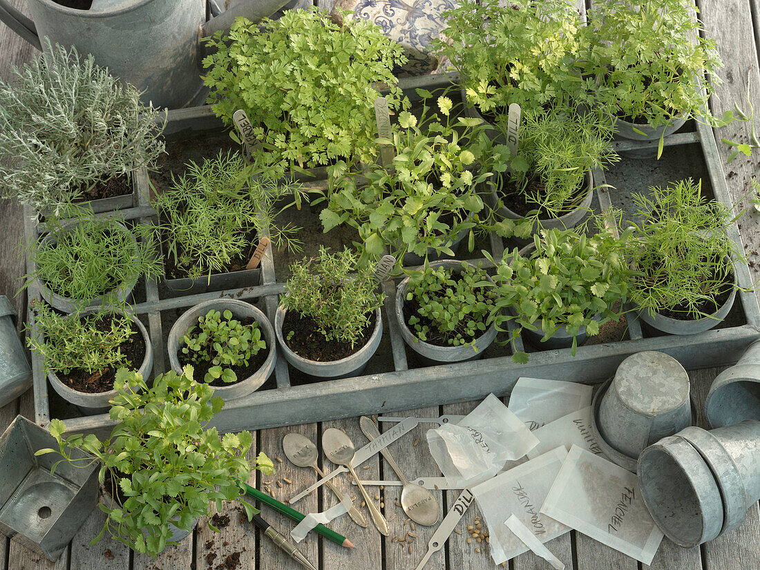 Growing herbs in galvanized pots