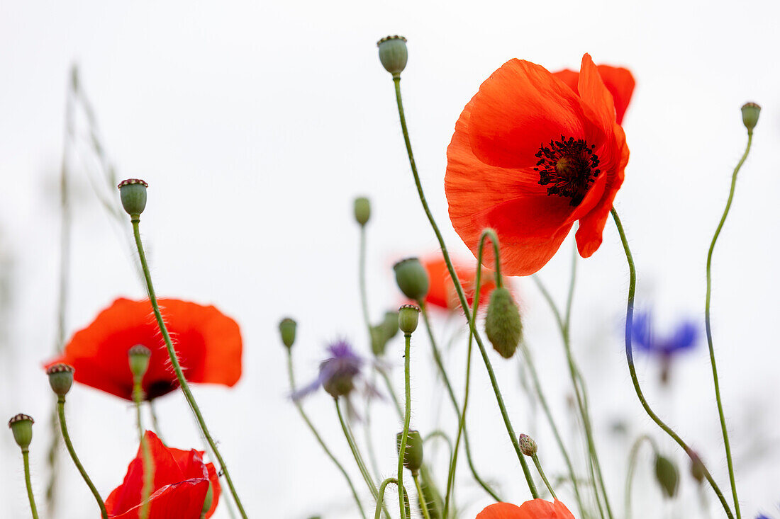 Poppy flowers