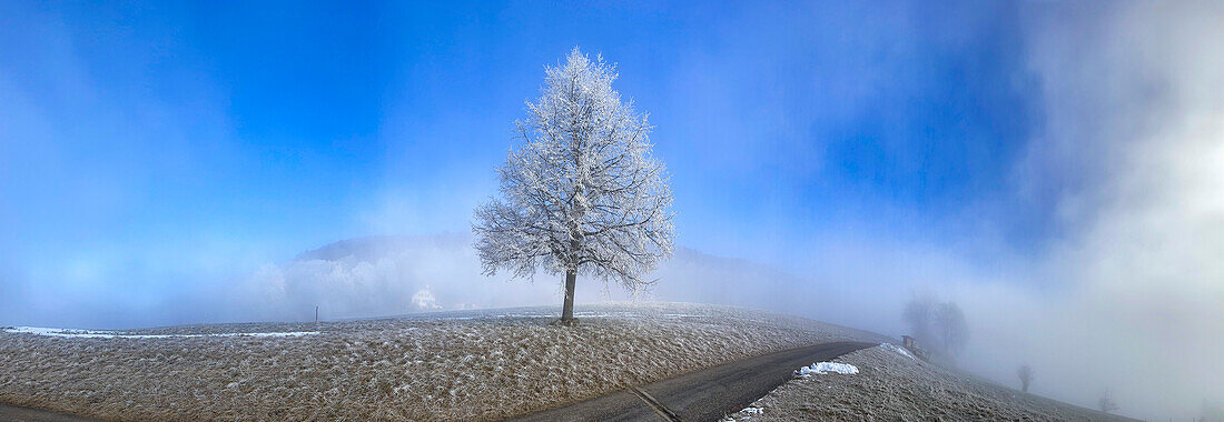 Hoarfost on a solitary small-leaved lime in fog