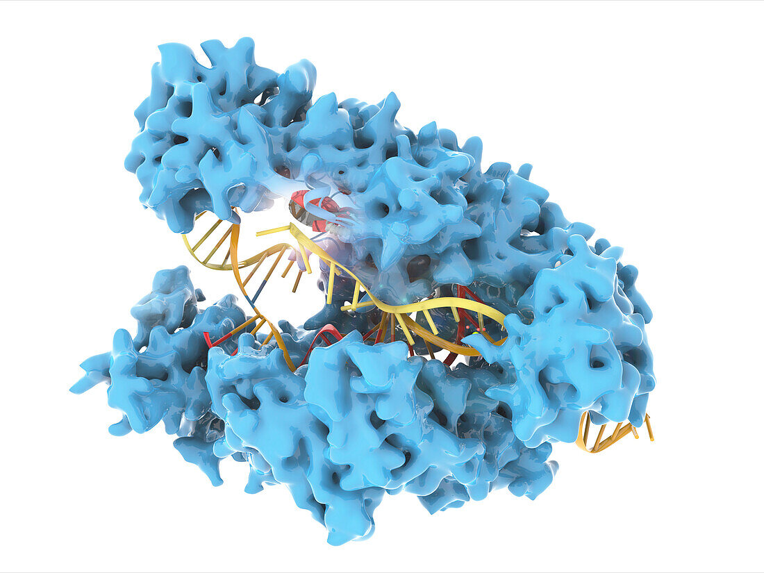 CRISPR Cas12a protein, molecular model