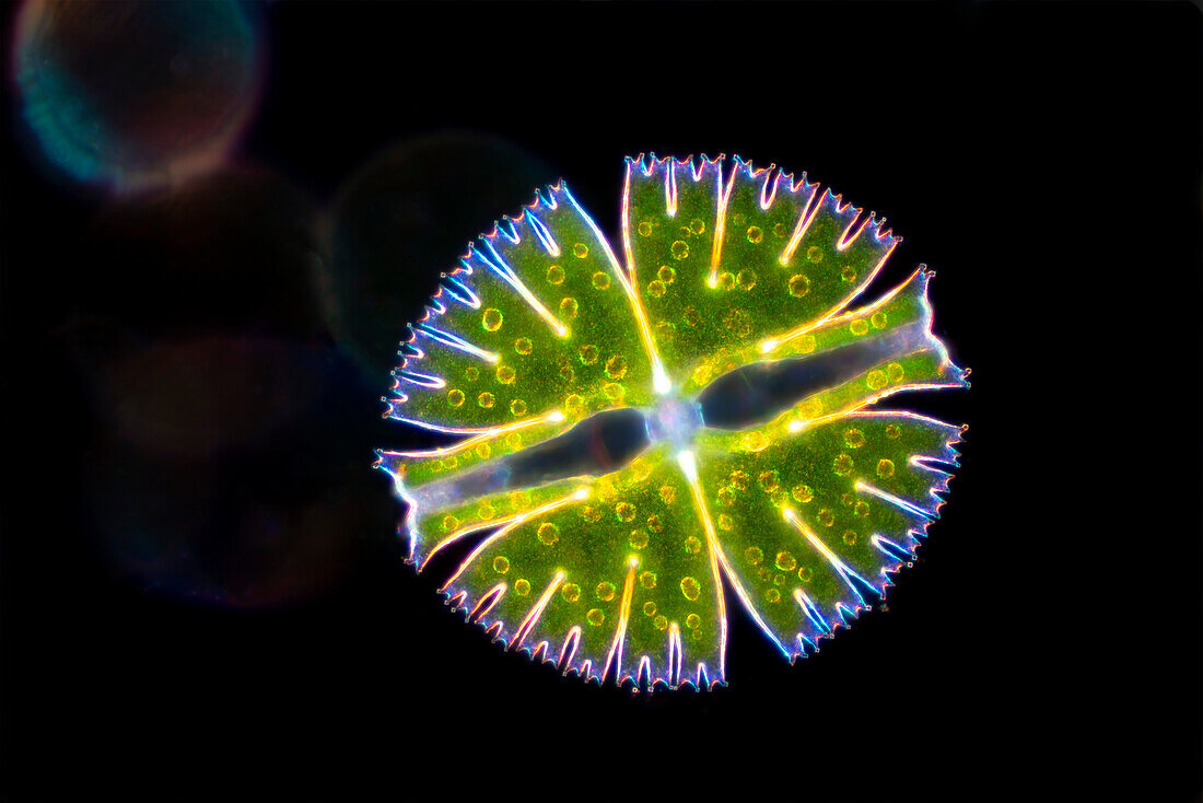 Micrasterias rotata, algae, light micrograph