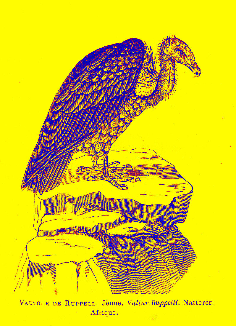 Ruppell's griffon vulture, illustration