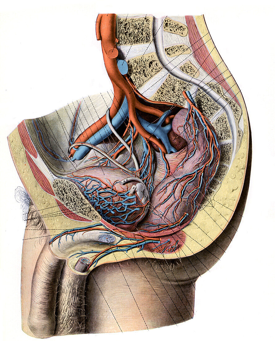 Male pelvic vessels, illustration
