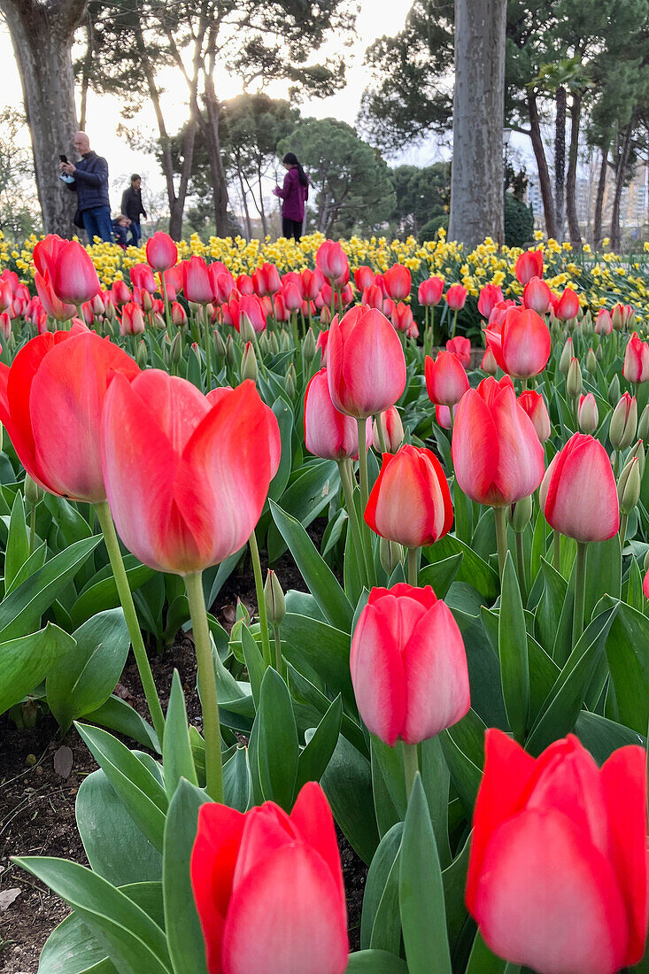 Field of tulips in park