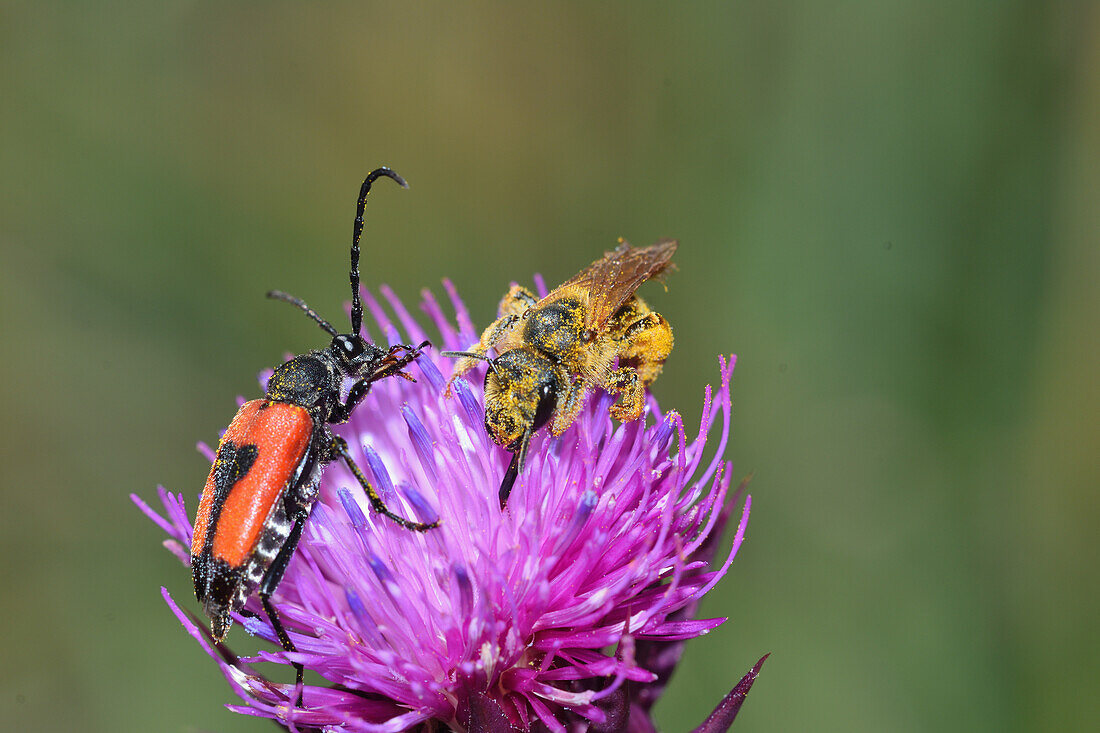 Bee and beetle on musk thistle
