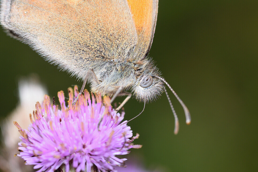 Small heath butterfly on creeping thistle