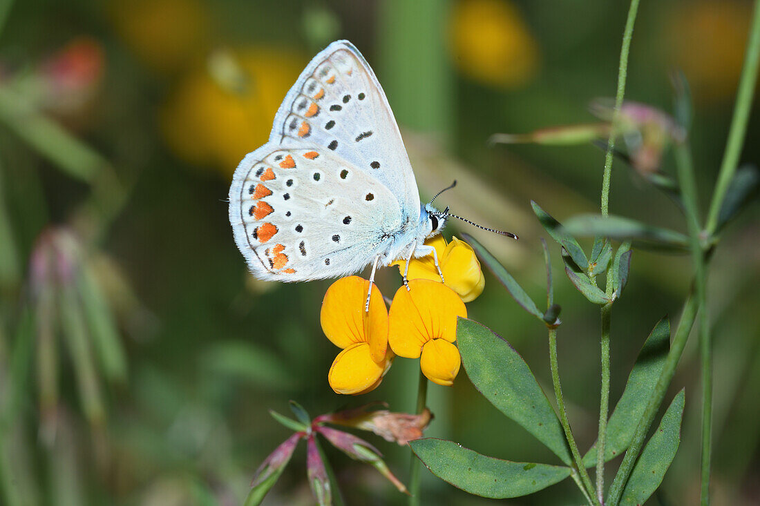 Adonis blue butterfly on Lotus angustissimus
