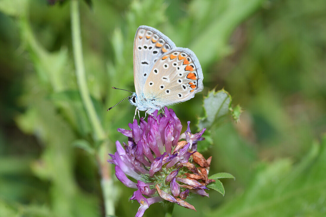 Adonis blue butterfly on red clover