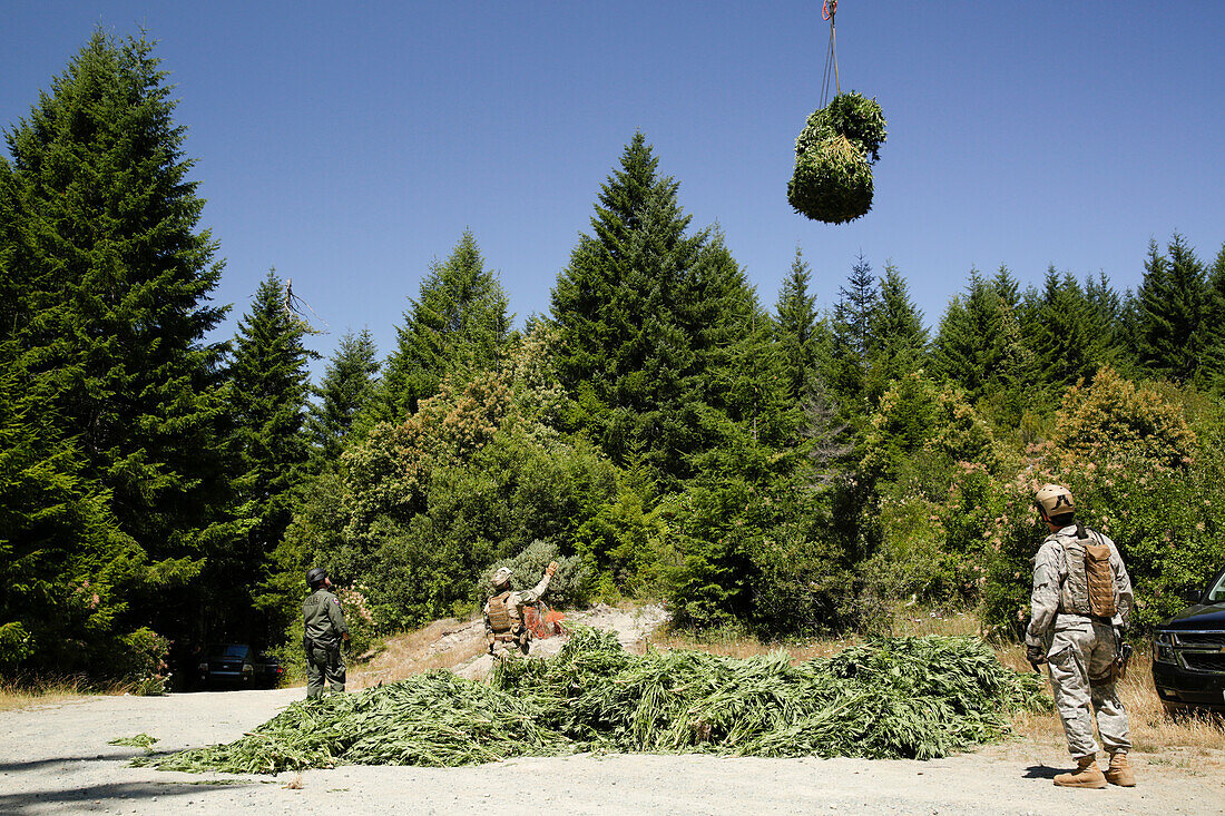Helicopter lowering marijuana seized by law enforcement