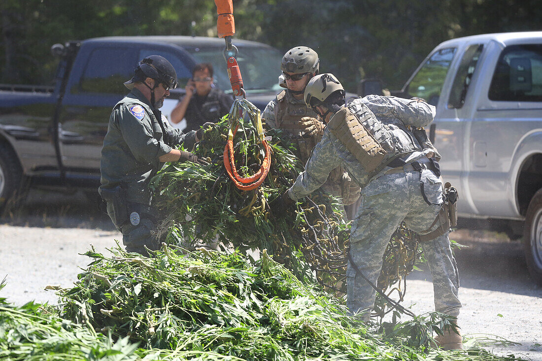 Law enforcement officers seizing marijuana plants