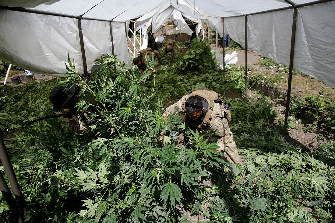 Law enforcement officers cutting down marijuana plants