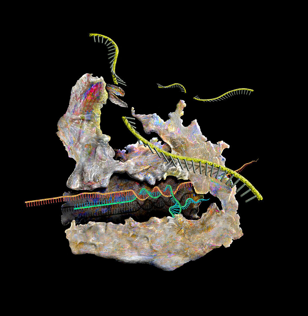 CRISPR Cas13 protein, illustration