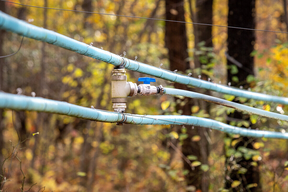 Maple syrup tubing