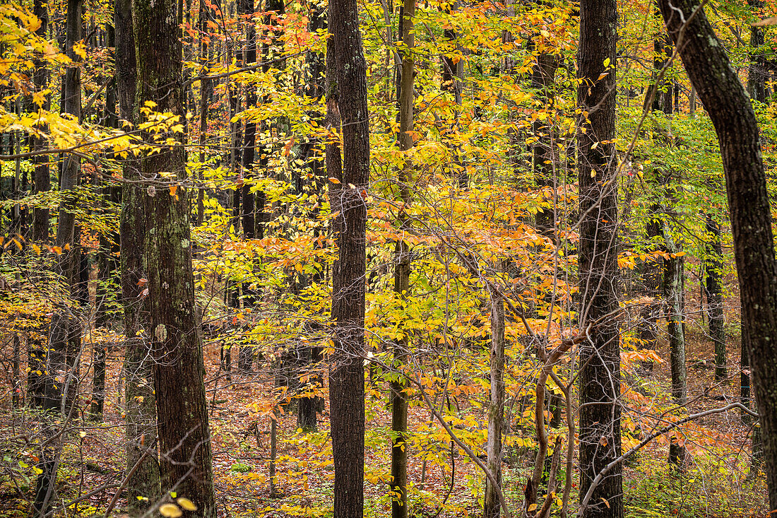 Autumn foliage