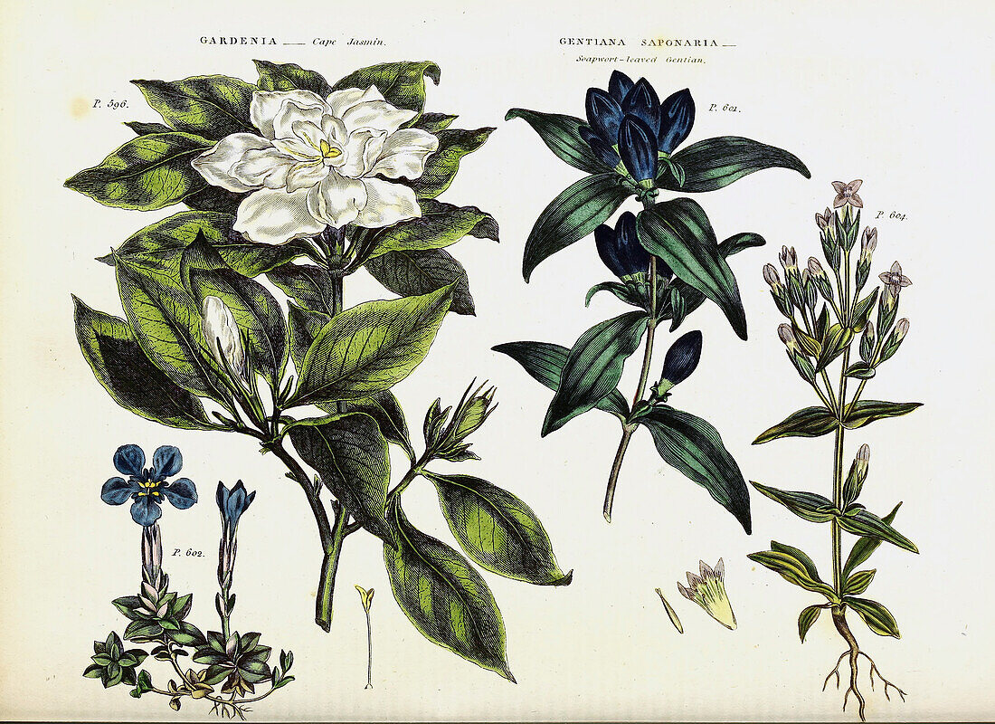Cape jasmine and soapwort gentian, illustration