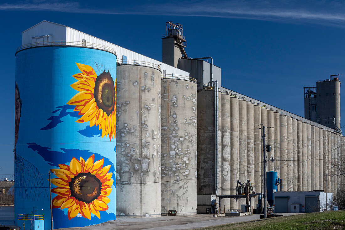 Sunflower mural on grain silos