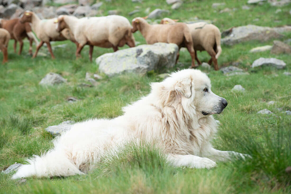 Pyrenean mountain dog guarding sheep