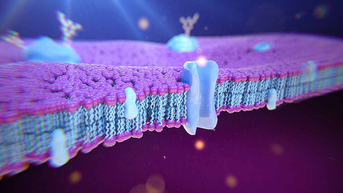 Transport across biological membranes, illustration