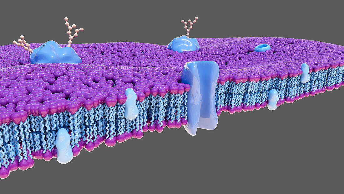 Biological membranes, illustration