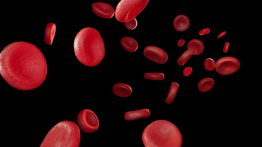 Red blood cells, illustration